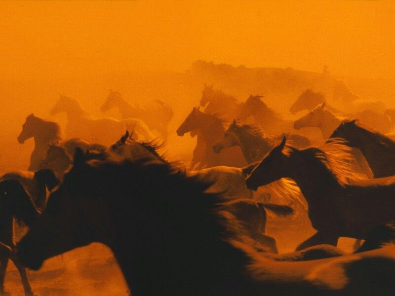 New Moon in Aquarius Meaning: What the Year of the Fire Horse Represents