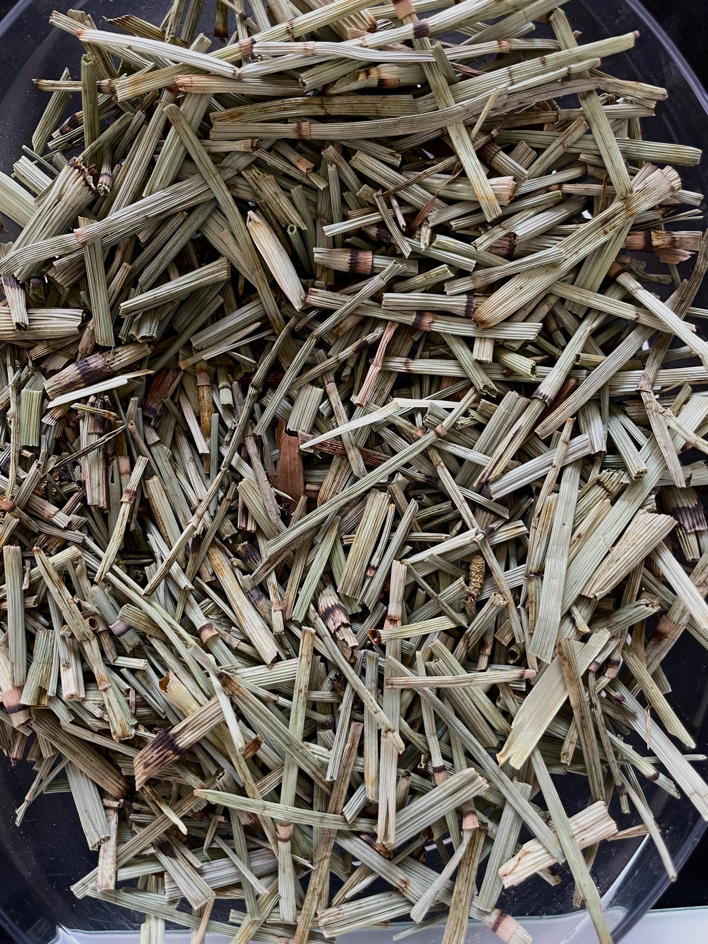 Field Horsetail Magick Herb for Protection, Strength and Spiritual Growth - Horsetail for Wiccan Altar, Rituals and Banishing Negativity