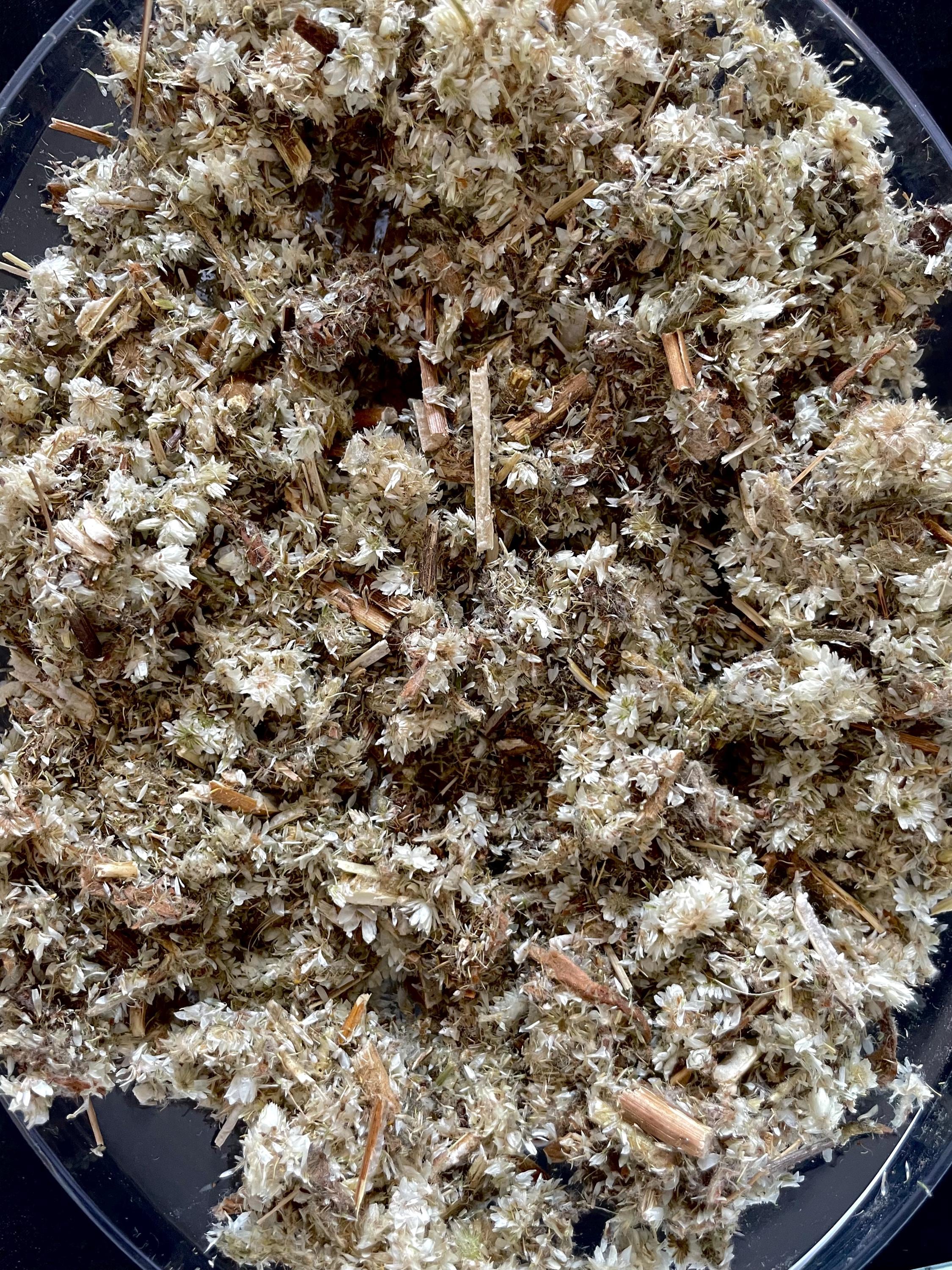 Mullein Magick Herb for Protection, Banishing and Energy Shielding - Herbal Apothecary Mullein for Protection, Healing and Manifestation