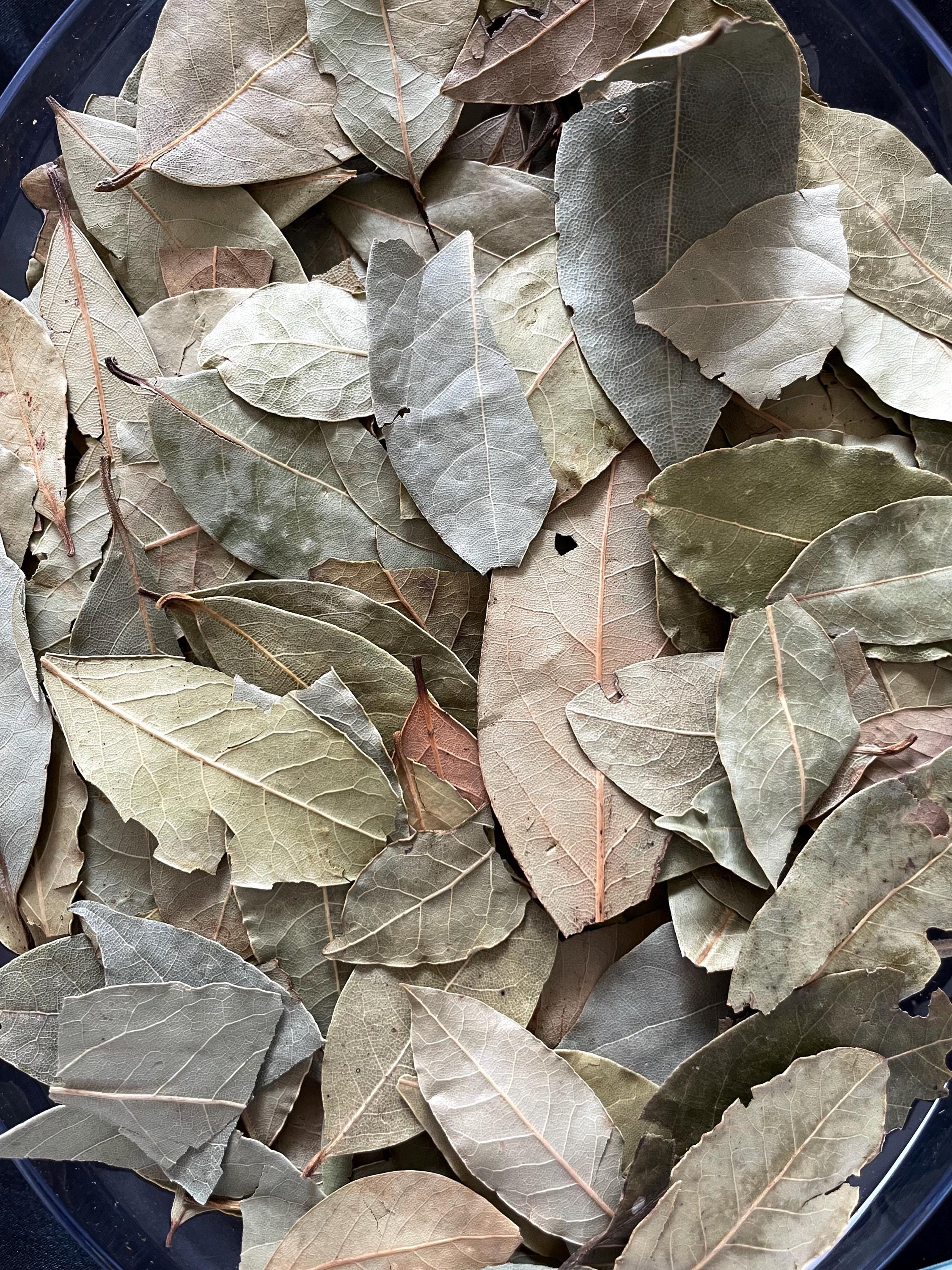 Bay Laurel Leaves for Witchcraft and Protection Spells - Herbal Apothecary Bay Leaves for Ritual and Spellwork